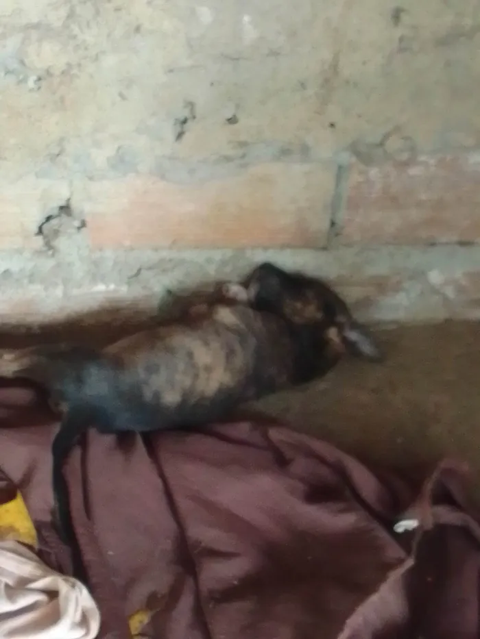 Cachorro ra a Viralata idade Abaixo de 2 meses nome Mancha 