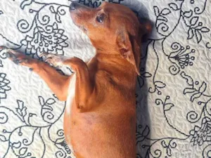 Cachorro raça Pinscher idade 5 anos nome GRATIFICA - Valentina
