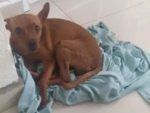 Cachorro raça Pinscher idade 3 anos nome Beny