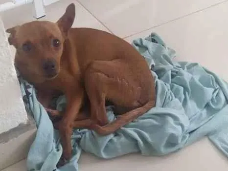 Cachorro ra a Pinscher idade 3 anos nome Beny