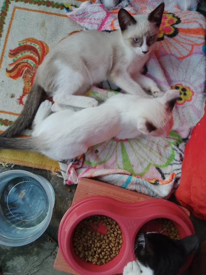 Gato ra a Neutro idade Abaixo de 2 meses nome Precisamos de um lar