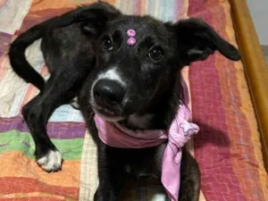 Cachorro raça SRD-ViraLata idade 7 a 11 meses nome Amora