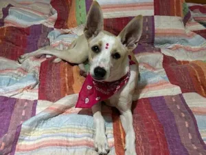 Cachorro raça SRD-ViraLata idade 7 a 11 meses nome Lilica
