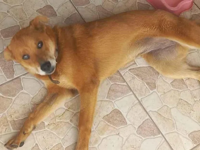 Cachorro ra a SRD-ViraLata idade 7 a 11 meses nome Cacau