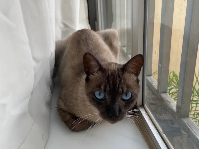 Gato ra a SRD-ViraLata idade 1 ano nome Bento 