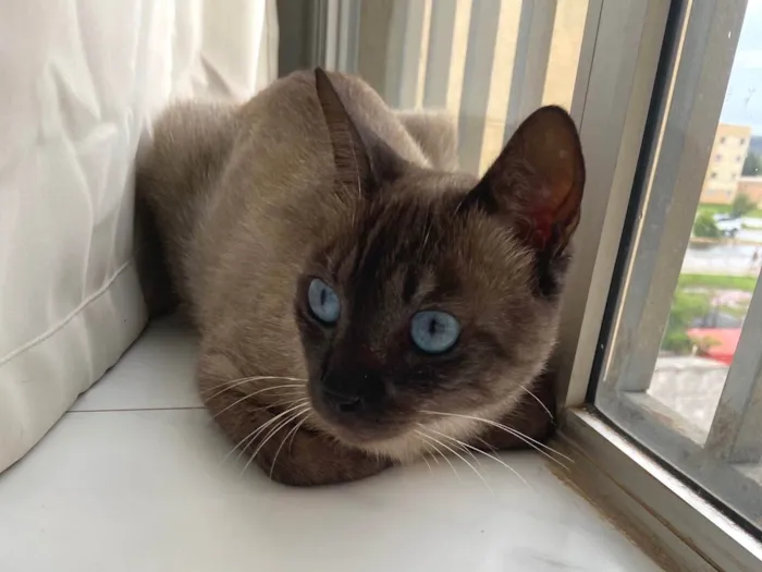Gato ra a SRD-ViraLata idade 1 ano nome Bento 