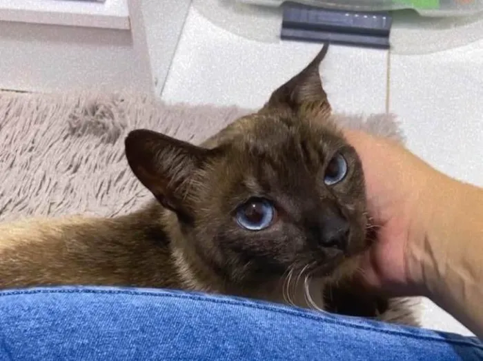 Gato ra a SRD-ViraLata idade 1 ano nome Bento 