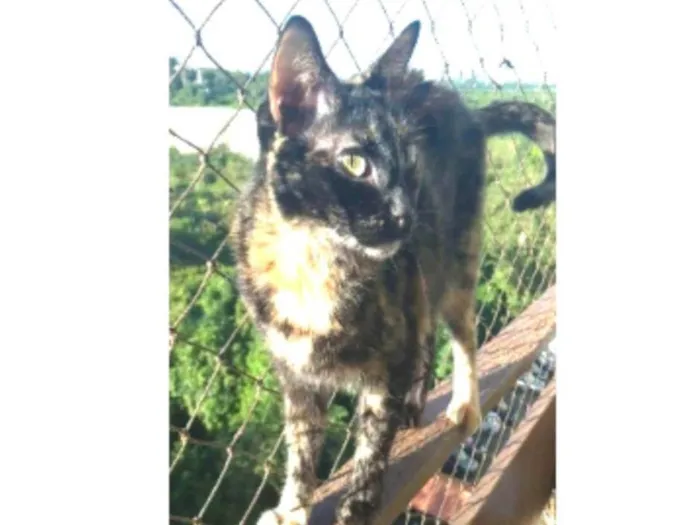 Gato ra a srd escaminha  idade 6 ou mais anos nome MEG