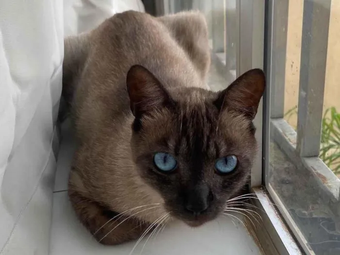 Gato ra a SRD-ViraLata idade 1 ano nome Bento 
