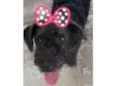 Peludinha