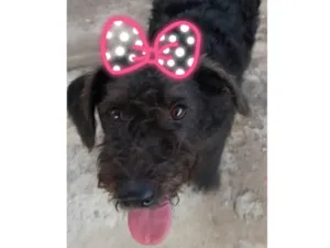 Cachorro raça SRD-ViraLata idade 7 a 11 meses nome Peludinha