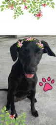 Pretinha