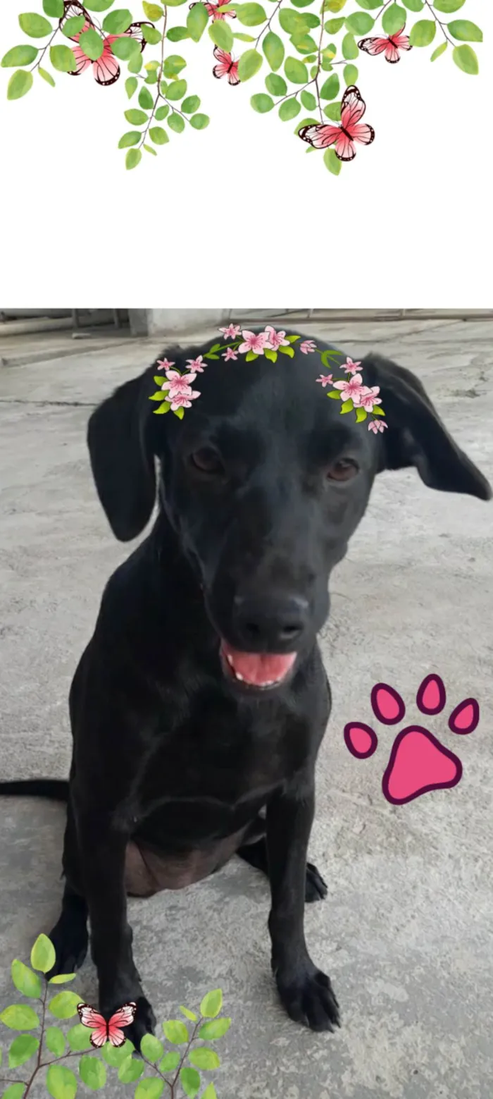 Cachorro ra a SRD-ViraLata idade 7 a 11 meses nome Pretinha