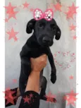 Pretinha