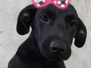 Cachorro raça SRD-ViraLata idade 7 a 11 meses nome Pretinha