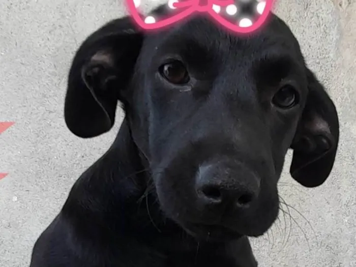 Cachorro ra a SRD-ViraLata idade 7 a 11 meses nome Pretinha