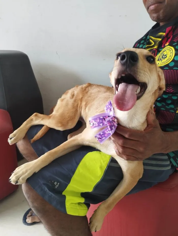 Cachorro ra a SRD idade 2 a 6 meses nome Menina