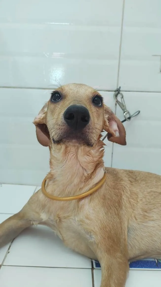 Cachorro ra a SRD idade 2 a 6 meses nome Menina