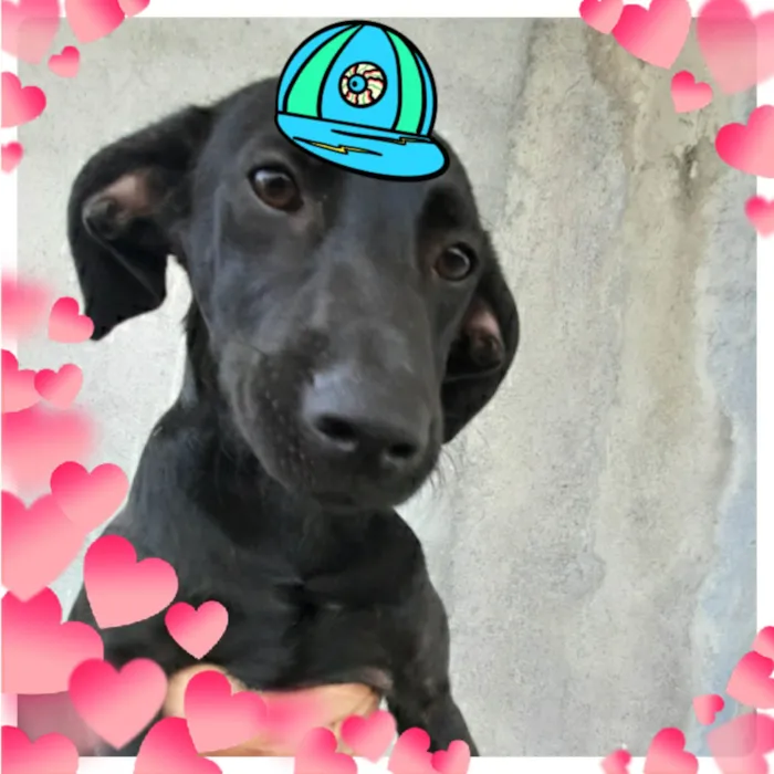 Cachorro ra a SRD-ViraLata idade 7 a 11 meses nome Pretinho