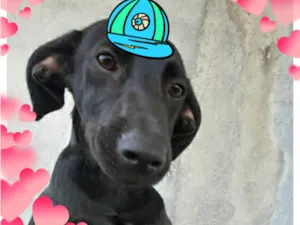 Cachorro raça SRD-ViraLata idade 7 a 11 meses nome Pretinho