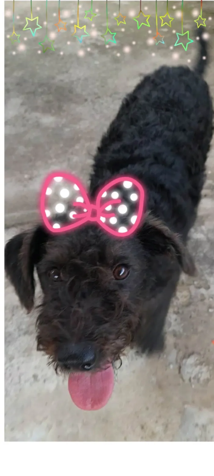Cachorro ra a SRD-ViraLata idade 7 a 11 meses nome Peludinha
