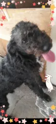 Peludinha