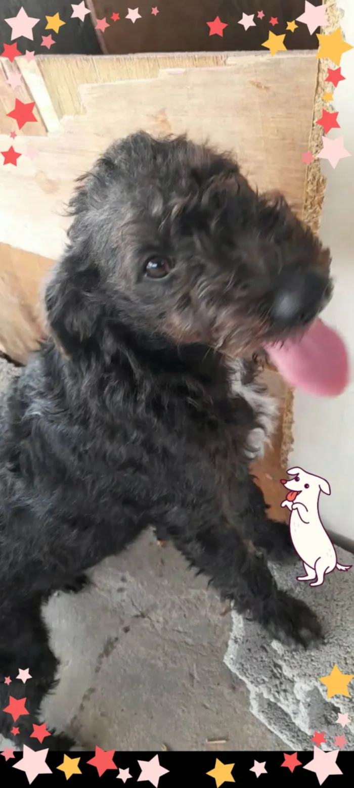 Cachorro ra a SRD-ViraLata idade 7 a 11 meses nome Peludinha