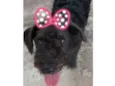 Peludinha