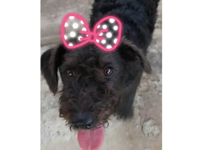 Cachorro ra a SRD-ViraLata idade 7 a 11 meses nome Peludinha