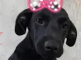 Pretinha