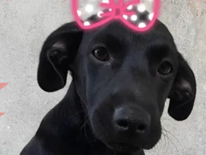 Cachorro raça SRD-ViraLata idade 7 a 11 meses nome Pretinha