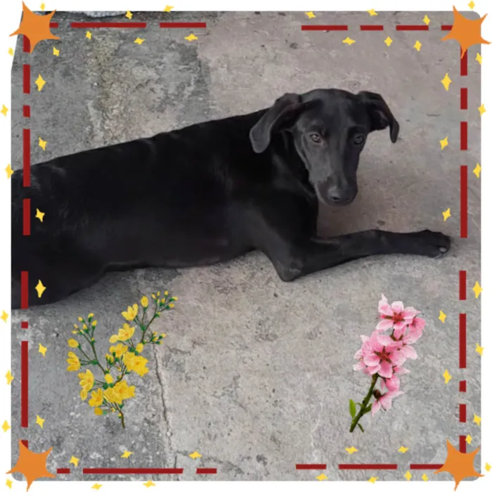 Cachorro ra a SRD-ViraLata idade 7 a 11 meses nome Pretinho