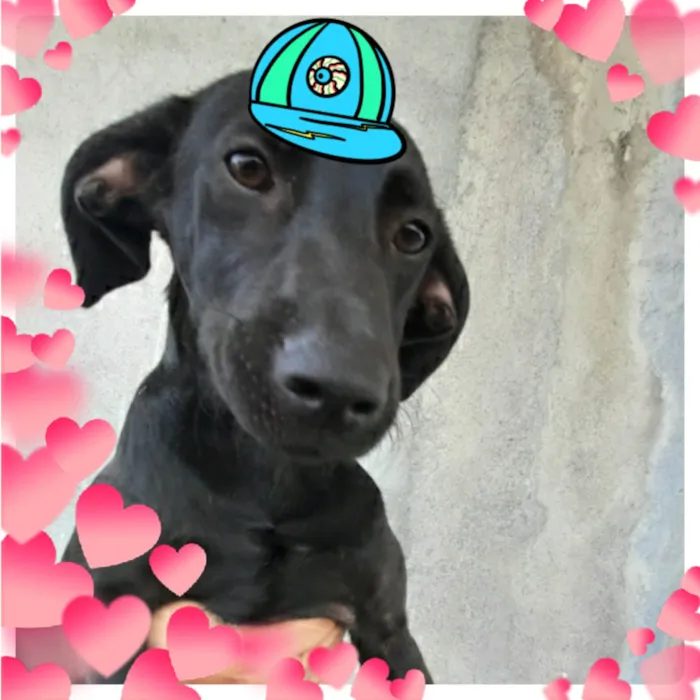 Cachorro ra a SRD-ViraLata idade 7 a 11 meses nome Pretinho