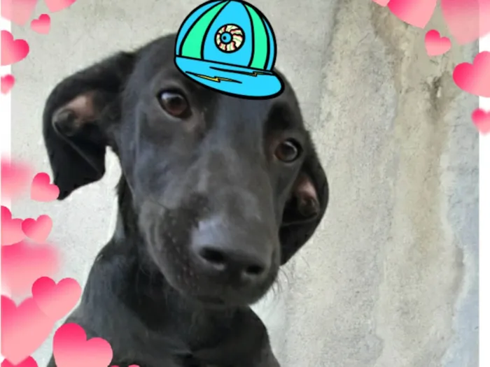 Cachorro ra a SRD-ViraLata idade 7 a 11 meses nome Pretinho