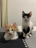 2 Gatinhos para adoção 