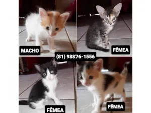 Gato raça SRD-ViraLata idade Abaixo de 2 meses nome Sem nome