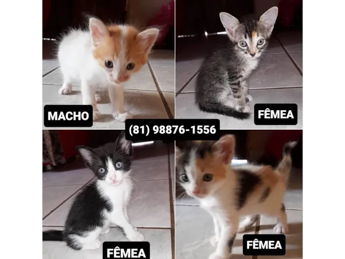 Gato ra a SRD-ViraLata idade Abaixo de 2 meses nome Sem nome
