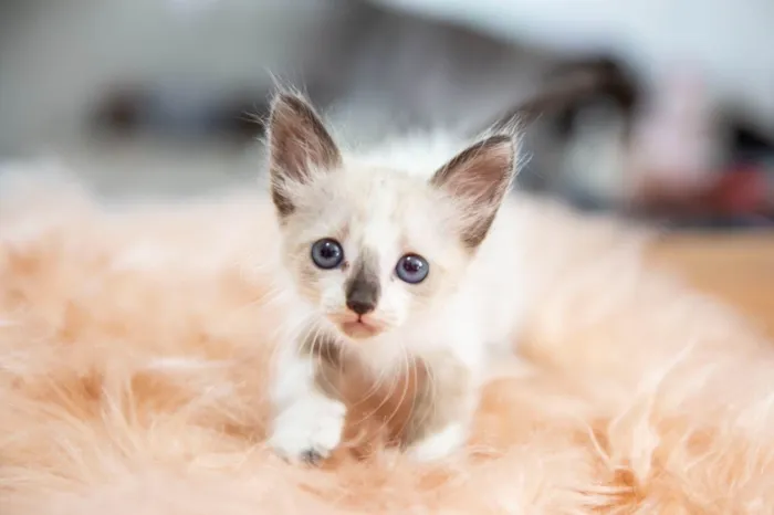 Gato ra a SRD-ViraLata idade Abaixo de 2 meses nome Jack
