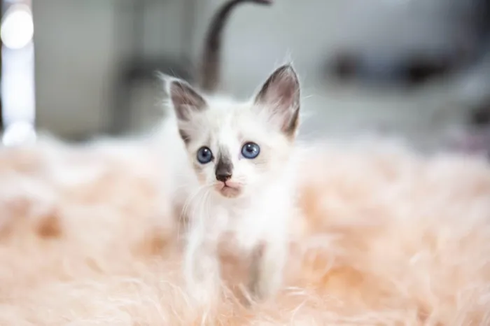 Gato ra a SRD-ViraLata idade Abaixo de 2 meses nome Jack