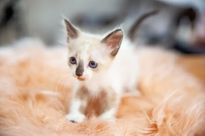 Gato ra a SRD-ViraLata idade Abaixo de 2 meses nome Jack