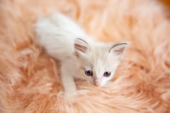Gato ra a SRD-ViraLata idade Abaixo de 2 meses nome Mingau