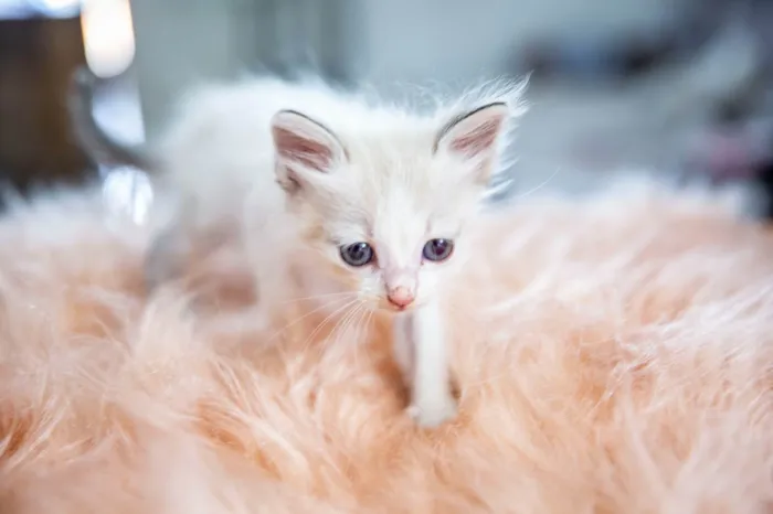 Gato ra a SRD-ViraLata idade Abaixo de 2 meses nome Mingau