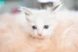 Mingau