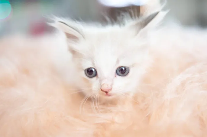 Gato ra a SRD-ViraLata idade Abaixo de 2 meses nome Mingau