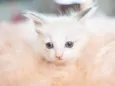Mingau