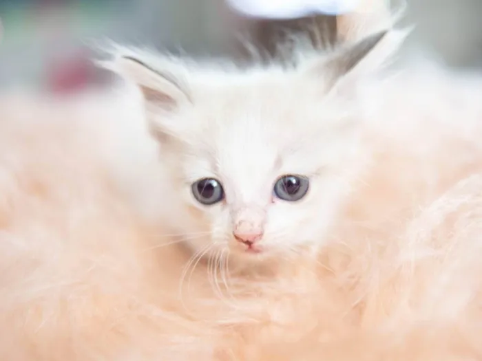 Gato ra a SRD-ViraLata idade Abaixo de 2 meses nome Mingau