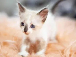 Gato raça SRD-ViraLata idade Abaixo de 2 meses nome Jack