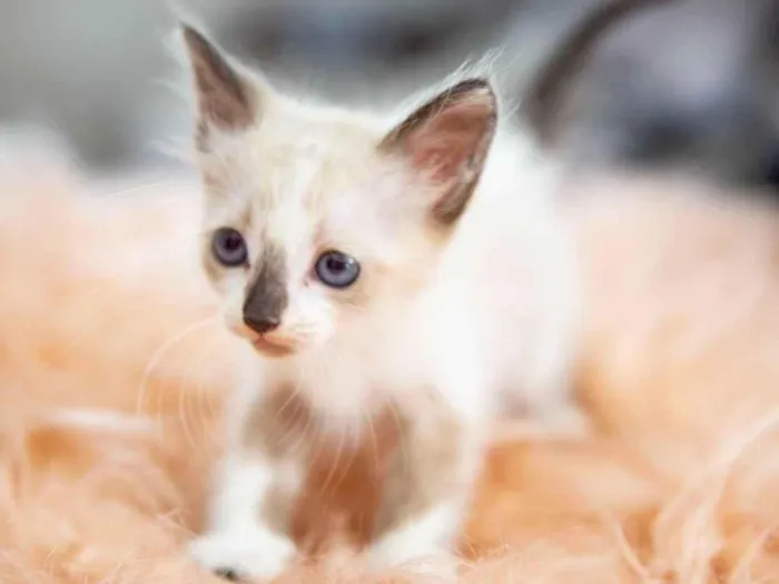 Gato ra a SRD-ViraLata idade Abaixo de 2 meses nome Jack