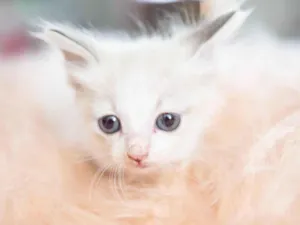 Gato raça SRD-ViraLata idade Abaixo de 2 meses nome Mingau