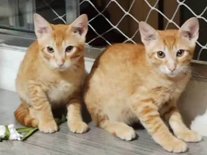 Gato raça Srd idade 7 a 11 meses nome Gato laranja